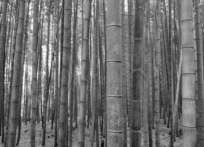 Bamboo Groves in Kyoto