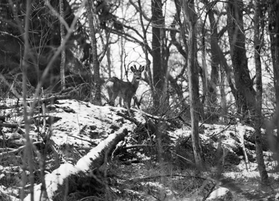 Deer in Djurgården