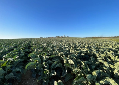 Cabbages spotted while walking the coastal path between Margate and Broadstairs in the early morning.